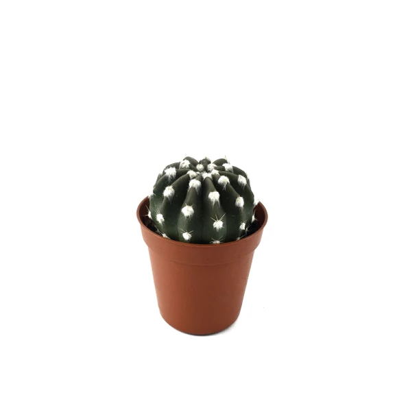 Echinopsis Subdenudata (Kaktüs) ürün görseli