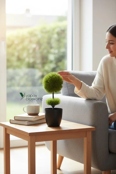 Siyah Saksıda 25 cm Mini Top Şimşir - Resim 7