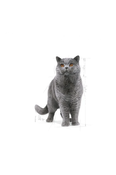 Royal Canin British Shorthair Için Kuru Kedi Maması 4kg - 3