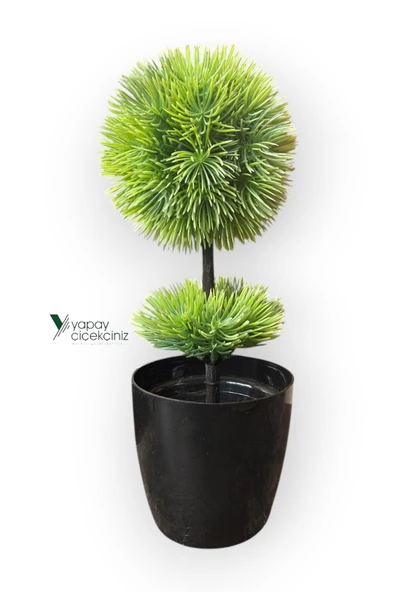 Siyah Saksıda 25 cm Mini Top Şimşir - Resim 10
