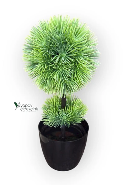 Siyah Saksıda 25 cm Mini Top Şimşir - Resim 11