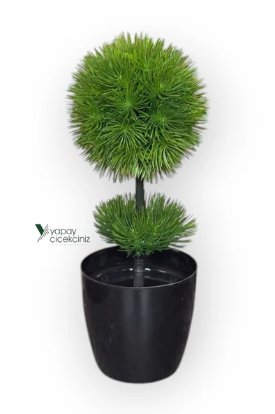 Siyah Saksıda 25 cm Mini Top Şimşir - Resim 5