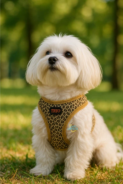 Pets Carnival Kedi Köpek Air-mesh Göğüs Tasması Ve Gezdirme Sevk Kayışı Seti Leopar 2si1 Arada - 2