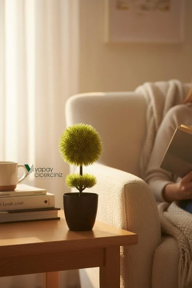 Siyah Saksıda 25 cm Mini Top Şimşir ürün görseli 1