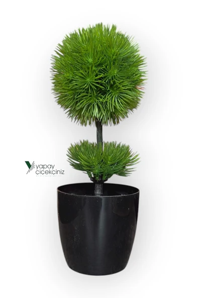 Siyah Saksıda 25 cm Mini Top Şimşir - Resim 4
