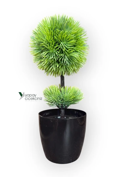 Siyah Saksıda 25 cm Mini Top Şimşir - Resim 12