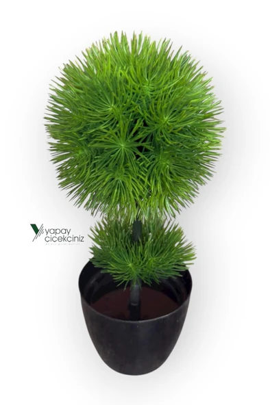 Siyah Saksıda 25 cm Mini Top Şimşir - Resim 3