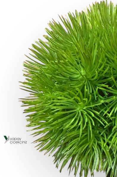 Siyah Saksıda 25 cm Mini Top Şimşir - Resim 2