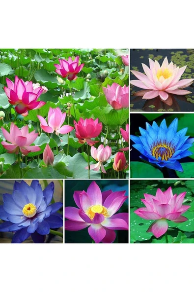 5 Adet Karışık Renklerde Lotus Tohumu - 3