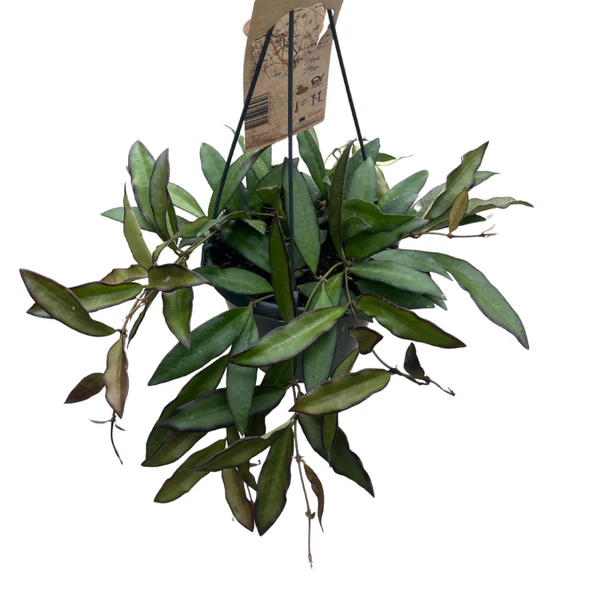 Hoya 'Rosita' (Mum Çiçeği) ürün görseli