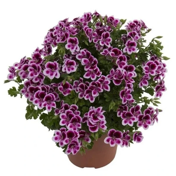 Melek Gözü Sarkıcı PAC Angeleyes Burgundy Sardunya Canan Çiçeği Fidesi (1 adet) ürün görseli 1