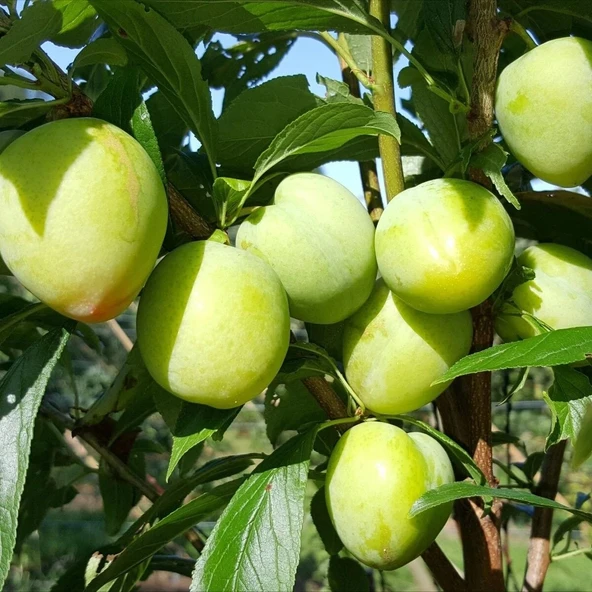 Bal Küpü Tüplü Dışı Yeşil İçi Turuncu Yarı Bodur Selection Erik Fidanı ürün görseli