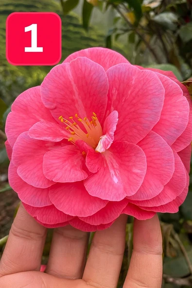 Mini Saksıda İri Goncalı Desire Kamelya Fidesi  (5-10 cm) ürün görseli 1