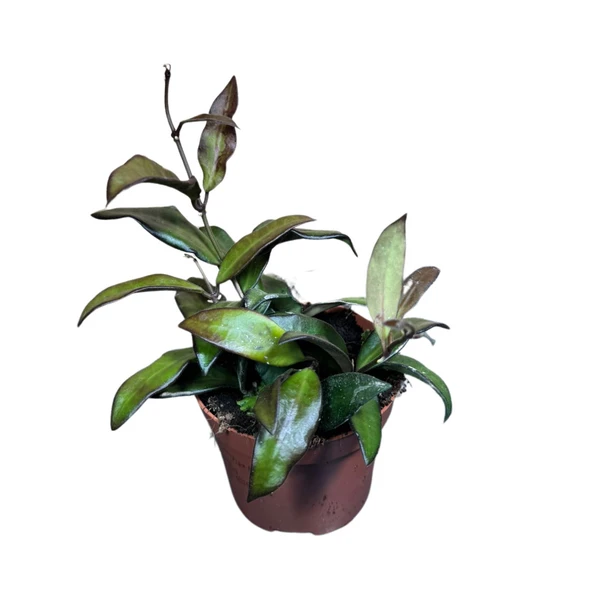 Hoya Rosita (Mum Çiçeği) ürün görseli