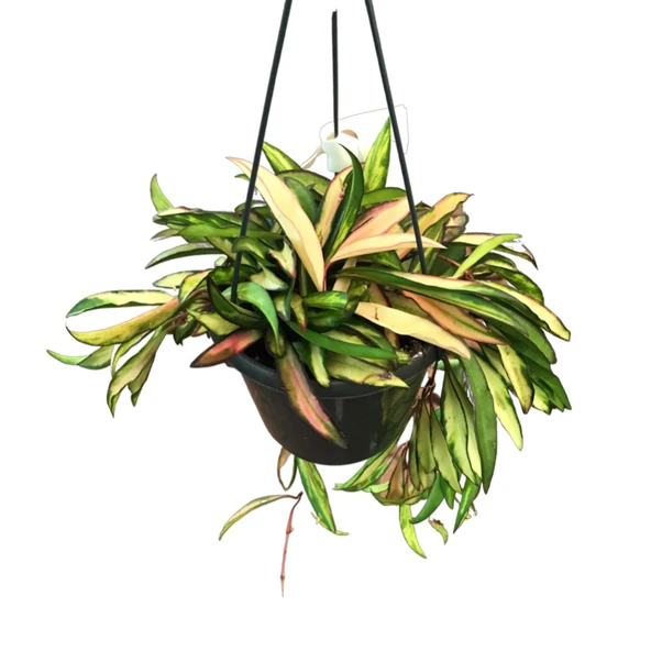 Hoya Wayetii 'Tricolor' (Mum Çiçeği) ürün görseli