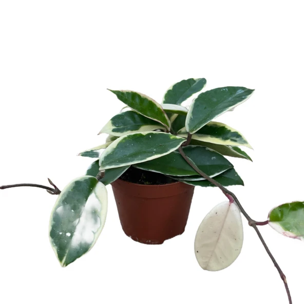 Hoya Carnosa 'Variegata' (Mum Çiçeği) ürün görseli