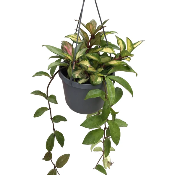 Hoya Carnosa 'Krimson Princess' (Mum Çiçeği) ürün görseli