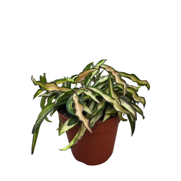 Hoya Wayetii 'Tricolor' (Mum Çiçeği) ürün görseli