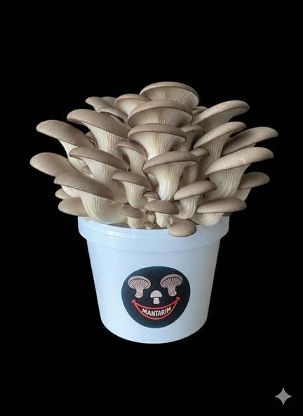 Mantar Kovası (Evde mantar yetiştir, çıkıma hazır,ekilmiş) ürün görseli