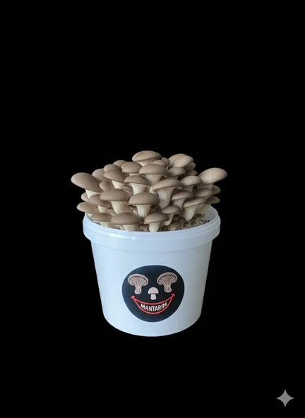 Mantar Kovası (Evde mantar yetiştir, çıkıma hazır,ekilmiş) - Resim 2