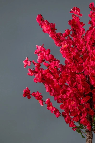 Siyah Renkli Saksıda 120 cm Vişne Renkli Yapay JaponBahardalı Ağacı - Resim 5