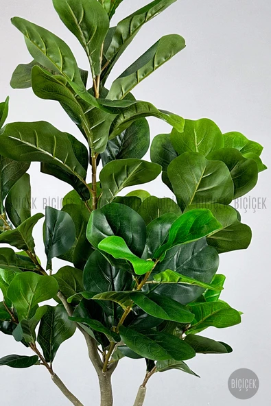 BİÇİÇEK Keman Yapraklı Kauçuk Bitkisi Fiddle Lyrata küre Saksı 150 cm - Resim 6