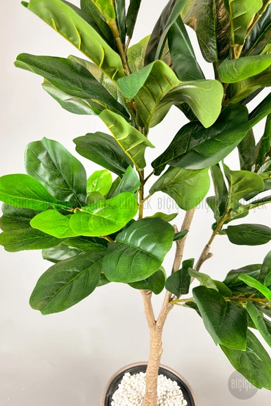 BİÇİÇEK Biçiçek Keman Yapraklı Kauçuk Bitkisi Fiddle Lyrata 175cm - Resim 6