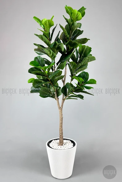 BİÇİÇEK Biçiçek Keman Yapraklı Kauçuk Bitkisi Fiddle Lyrata 175cm - Resim 8