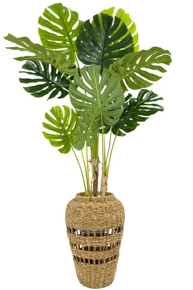 BİÇİÇEK Luxury Monstera Bitkisi 180cm Hasır saksıda bohem3 - Resim 4