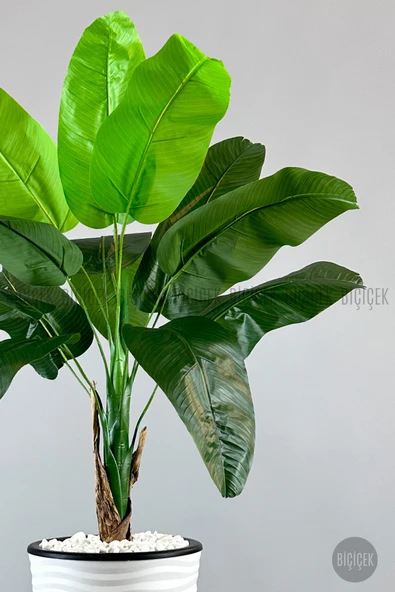 BİÇİÇEK Muz ağacı tek gövde 125-175 cm - Resim 5