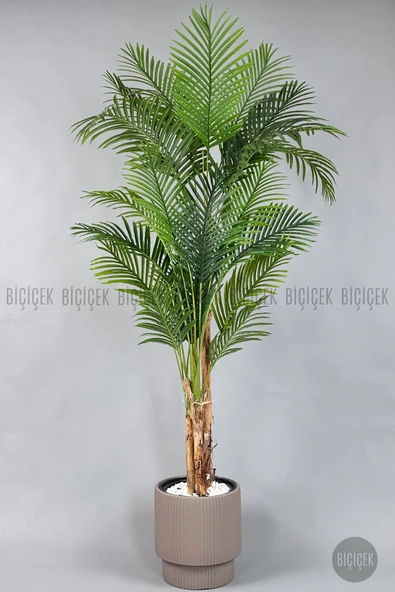 BİÇİÇEK Areka Ağacı 220-240 CM - Resim 7