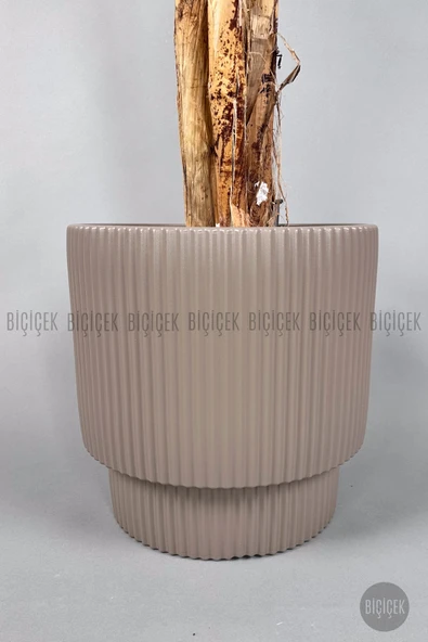 BİÇİÇEK Areka Ağacı 220-240 CM - Resim 2