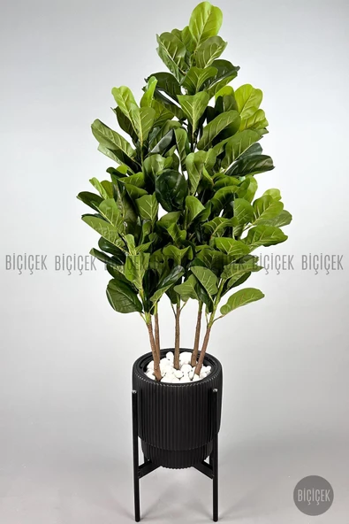 BİÇİÇEK Keman Yapraklı Kauçuk Bitkisi GALA Saksıda Fiddle Lyrata - Resim 6