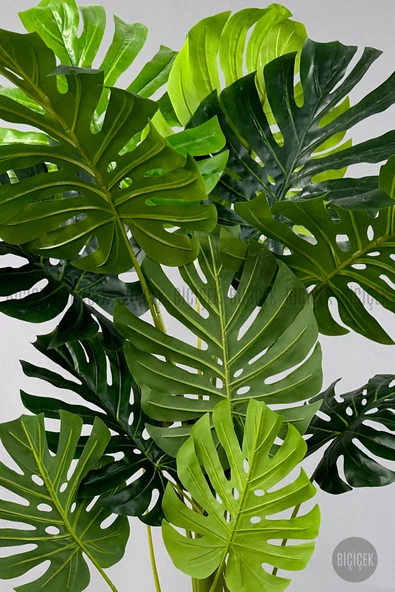 BİÇİÇEK Monstera Ağacı 160-200 cm Bambu Gövde - Resim 3