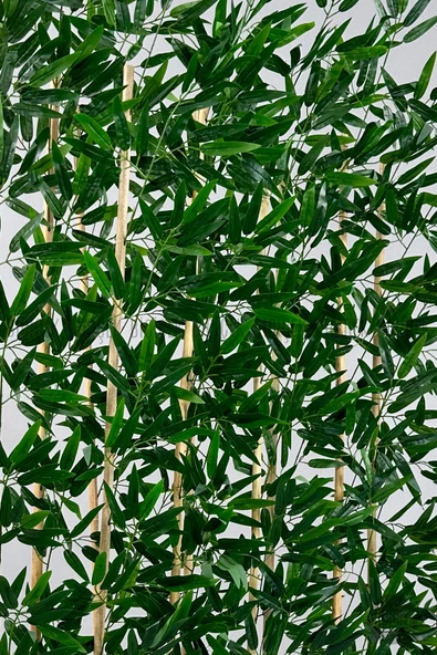 BİÇİÇEK Bambu Separator 170 cm 10 dallı Yoğun Yapraklı - Resim 3