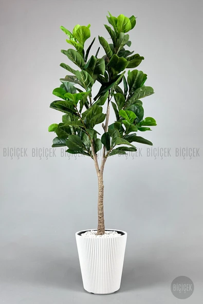 BİÇİÇEK Biçiçek Keman Yapraklı Kauçuk Bitkisi Fiddle Lyrata 175cm - Resim 4