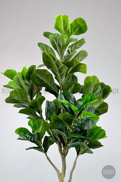 BİÇİÇEK Keman Yapraklı Kauçuk Bitkisi Fiddle Lyrata küre Saksı 150 cm - Resim 4