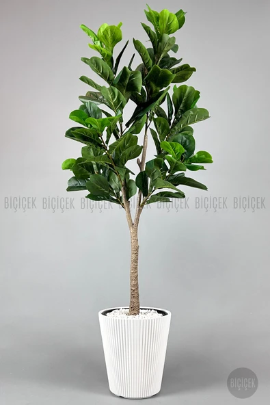 BİÇİÇEK Biçiçek Keman Yapraklı Kauçuk Bitkisi Fiddle Lyrata 175cm ürün görseli