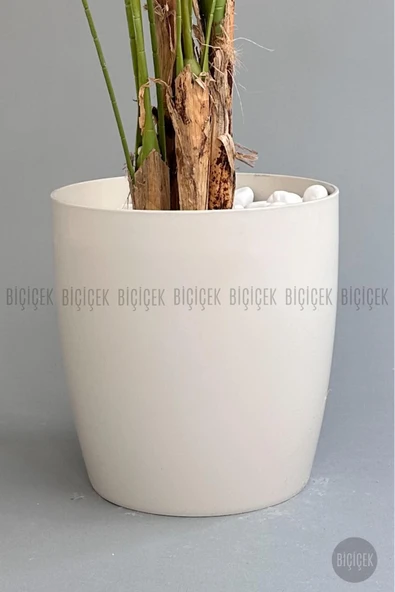 BİÇİÇEK Yapay Areka Palmiyesi 200 Cm Kırıkbeyaz Yakut Saksıda - 4