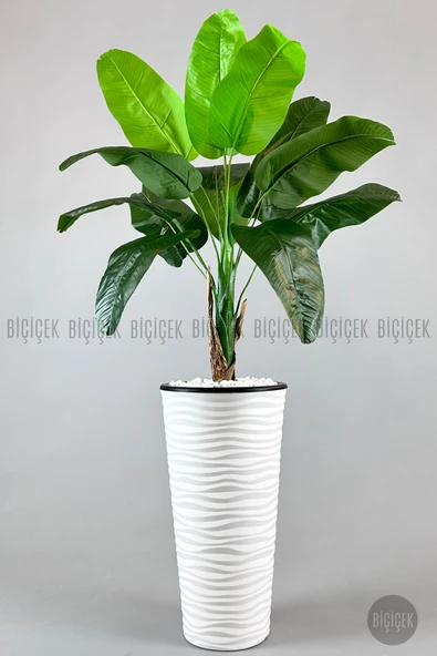 BİÇİÇEK Muz ağacı tek gövde 125-175 cm - Resim 8