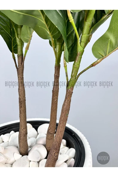 BİÇİÇEK Keman Yapraklı Kauçuk Bitkisi GALA Saksıda Fiddle Lyrata - Resim 3