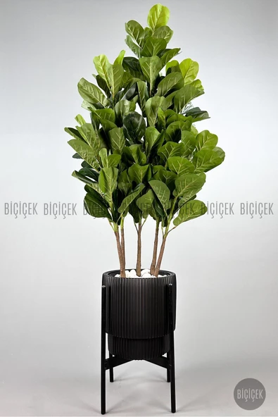 BİÇİÇEK Keman Yapraklı Kauçuk Bitkisi GALA Saksıda Fiddle Lyrata ürün görseli