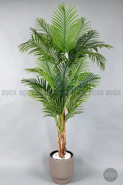 BİÇİÇEK Areka Ağacı 220-240 CM - Resim 8