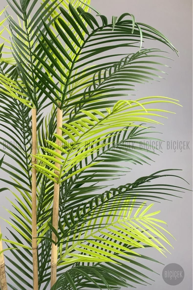 BİÇİÇEK 125cm Areka Ağacı 24 yapraklı Nergiz Saksıda - Resim 4