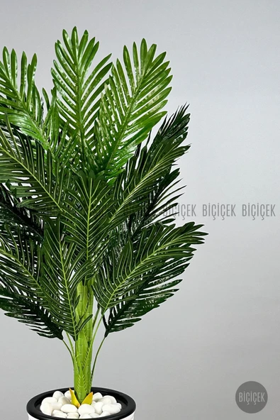 BİÇİÇEK 150cm Areka Ağacı Kumsal Saksıda - Resim 5