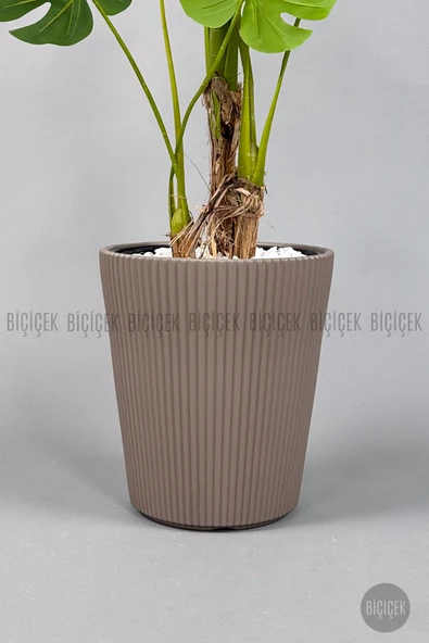 BİÇİÇEK Monstera Ağacı 160-200 cm Bambu Gövde - Resim 2