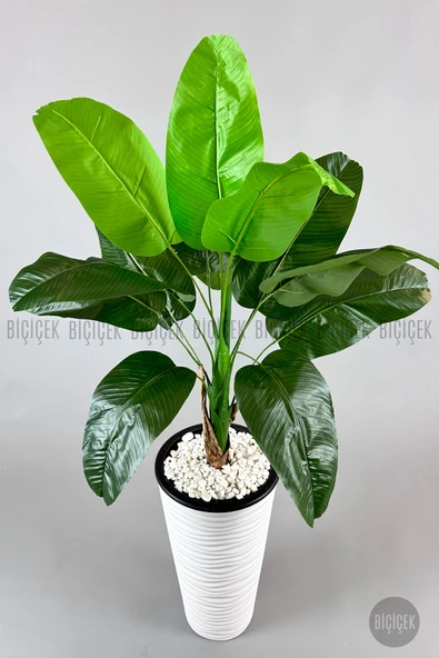 BİÇİÇEK Muz ağacı tek gövde 125-175 cm - Resim 2