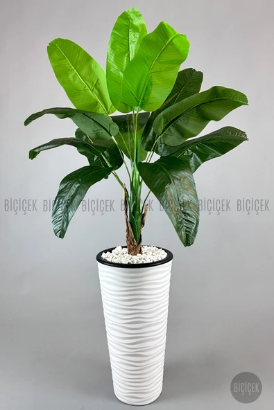 BİÇİÇEK Muz ağacı tek gövde 125-175 cm - Resim 7