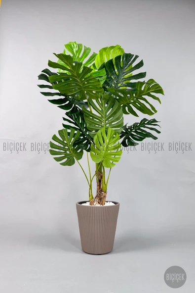 BİÇİÇEK Monstera Ağacı 160-200 cm Bambu Gövde - Resim 4
