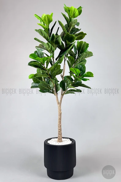 BİÇİÇEK Keman Yapraklı Kauçuk Bitkisi Fiddle Lyrata Gala Saksı 175-200 cm - Resim 4